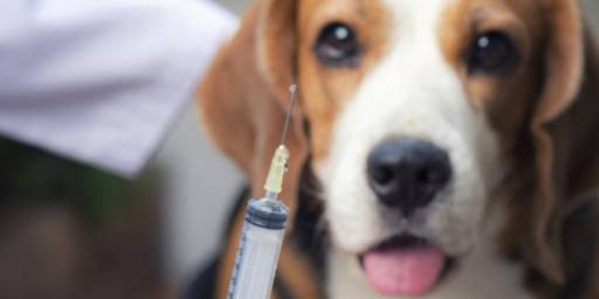 Common Blood Tests Done on Dogs