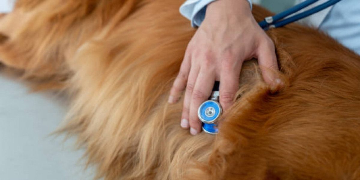 Biomarcadores de enfermedad renal en medicina canina