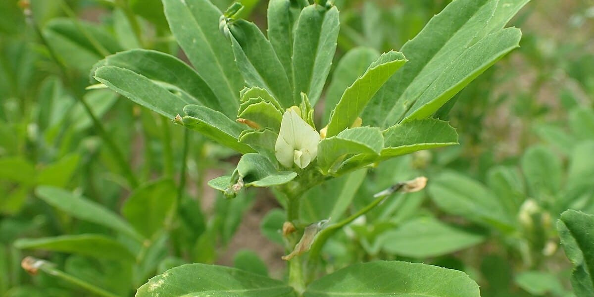 Aceite de romero: para qué sirve, propiedades y como hacerlo en la casa